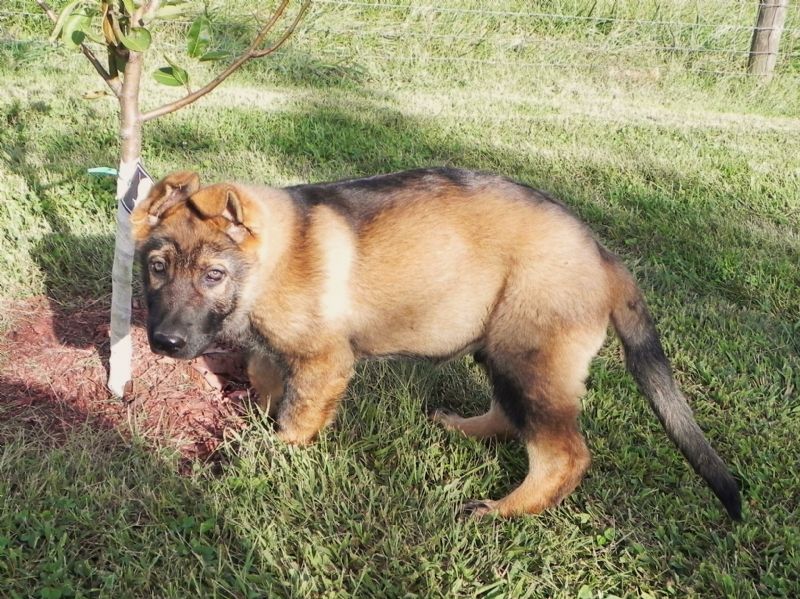 Puppy #1 Male ***SOLD*** - Previously Sold Dog Puppy