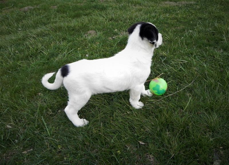 LAYLA'S FEMALE PUPPY #2 ***SOLD**DAVID - Previously Sold Dog Puppy