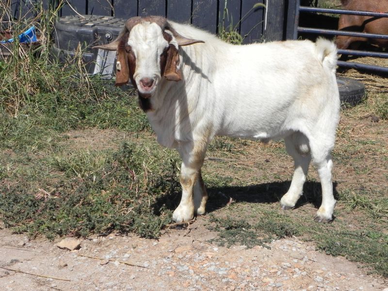 WPF JENKO RAIN WARRIOR - Boer Goat Buck