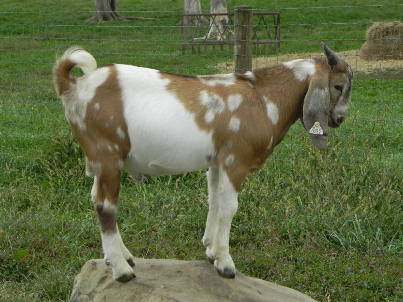 #212P - Previously Sold Goat Buck