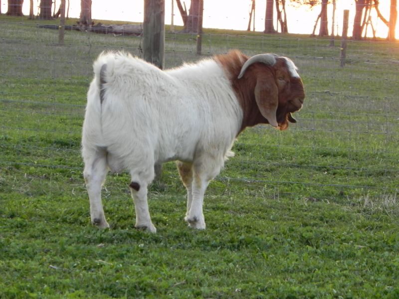 Limerick Hills Jude - Boer Goat Buck