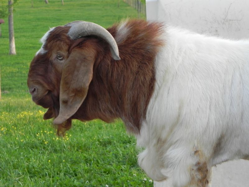 Limerick Hills Jude - Boer Goat Buck