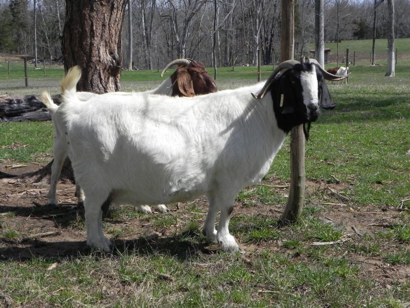 TLWH Tome P One #R32 - Boer Goat Doe