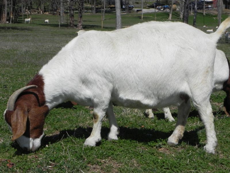 Cane Run's Hope - Boer Goat Doe