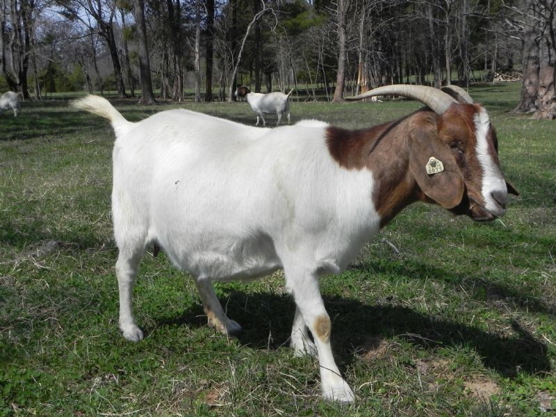 Cane Run Creek's Jendayi #71P - Boer Goat Doe