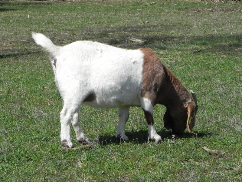 Cane Run Creek's Adamma #46Y - Boer Goat Doe