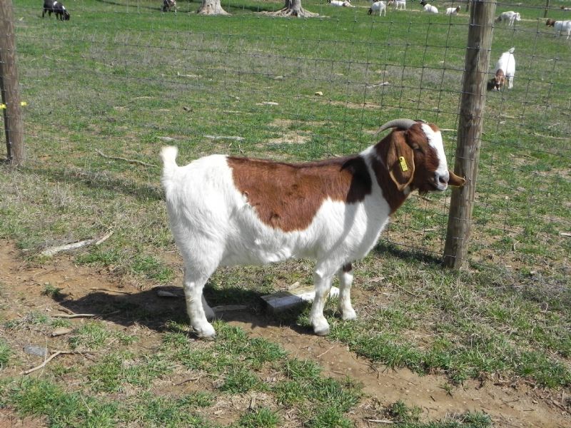 Cane Run Creek's Zenyatta 31YD - Boer Goat Doe