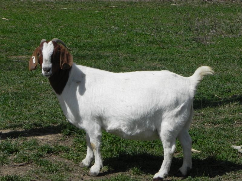 20W - Boer Goat Doe