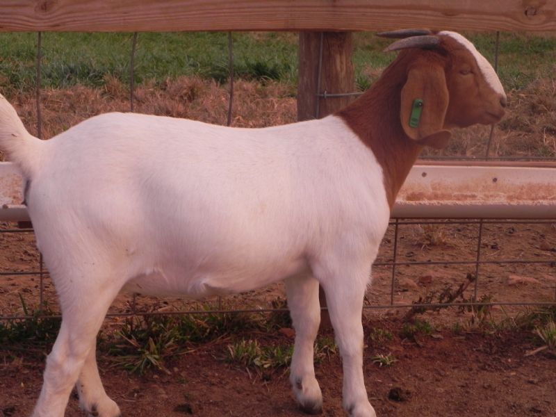87G - Previously Sold Goat Doe