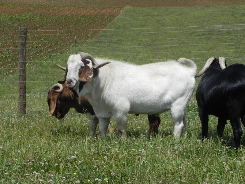 WPF JENKO RAIN WARRIOR - Boer Goat Buck