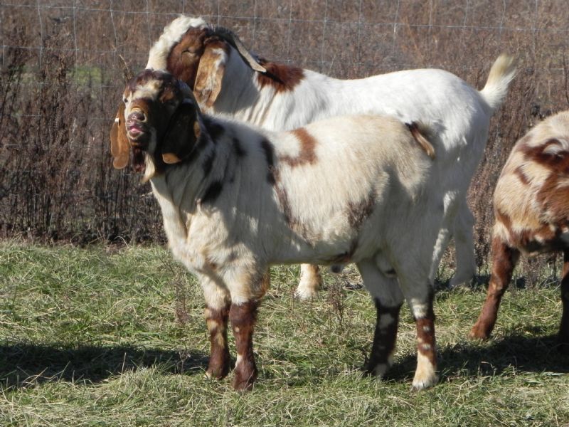 269P SALE PRICE $750! - Boer Goat Buck