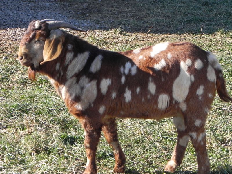 307P - Boer Goat Buck