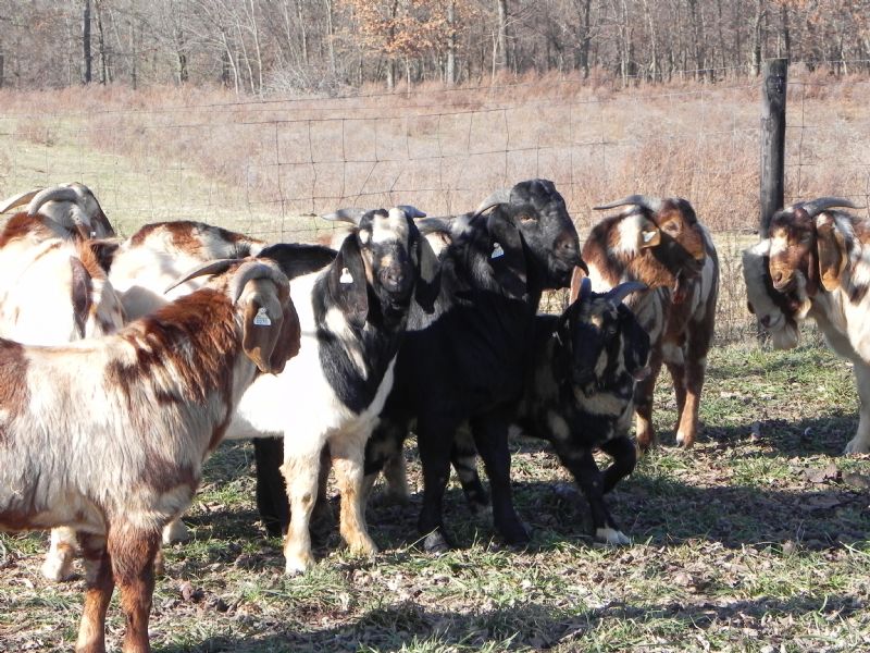 Our 2013-2014 Bucks Hanging Out. - Boer Goat Buck