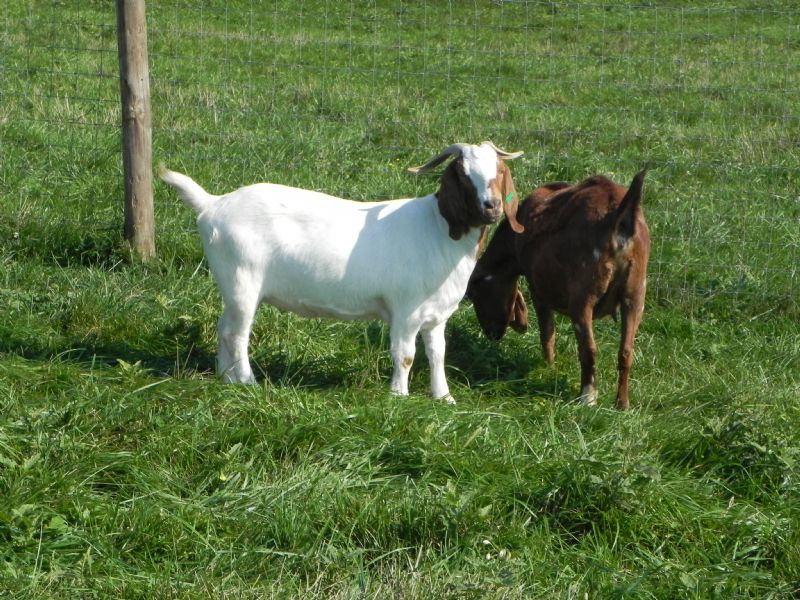 Fullblood Registered Boer Goat Doe #2 W - Boer Goat Doe