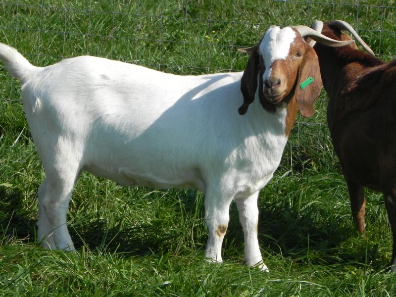 Fullblood Registered Boer Goat Doe #2 W - Boer Goat Doe