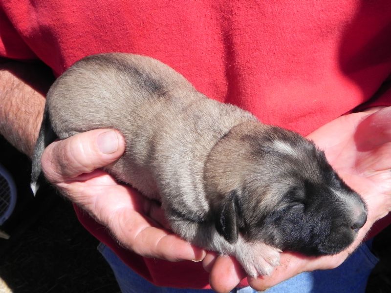 Annie's Female Puppy # 3 - Previously Sold Dog Puppy