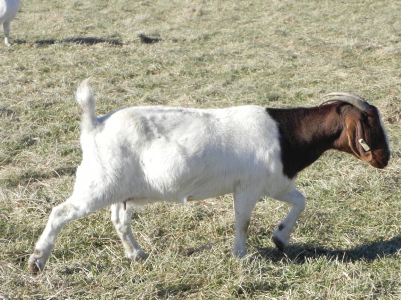 Cane Run Creek's Silent Whisperer #52W - Boer Goat Doe