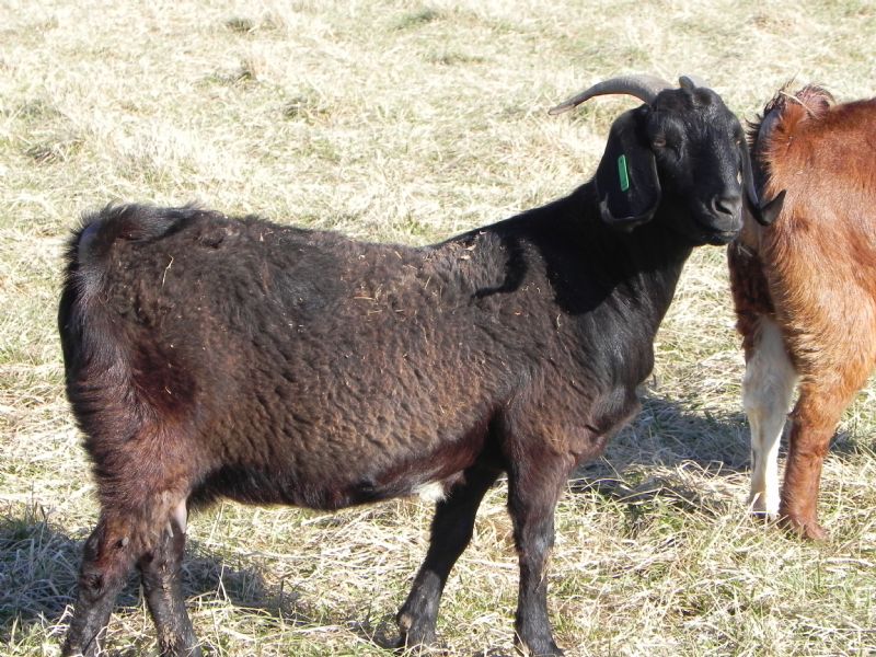Cane Run Creek's Cat Woman #37G - Boer Goat Doe