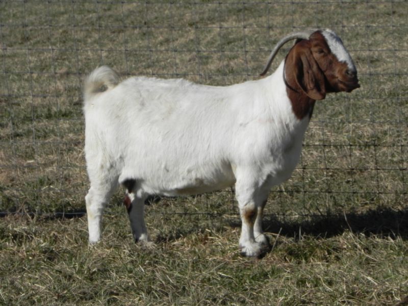 Cane Run Creek's Lucky & Long #13 - Boer Goat Doe