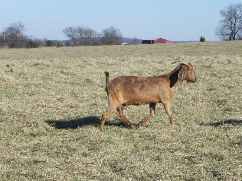 Cane Run Creek's Red Fern #22G - Boer Goat Doe