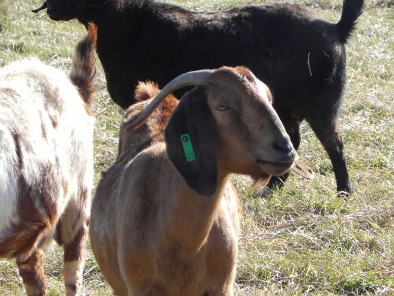 Cane Run Creek's Red Fern #22G - Boer Goat Doe
