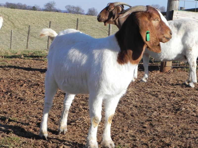73G - Boer Goat Doe
