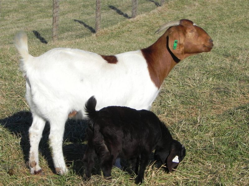 Boer Goat Doe 66G - Boer Goat Doe