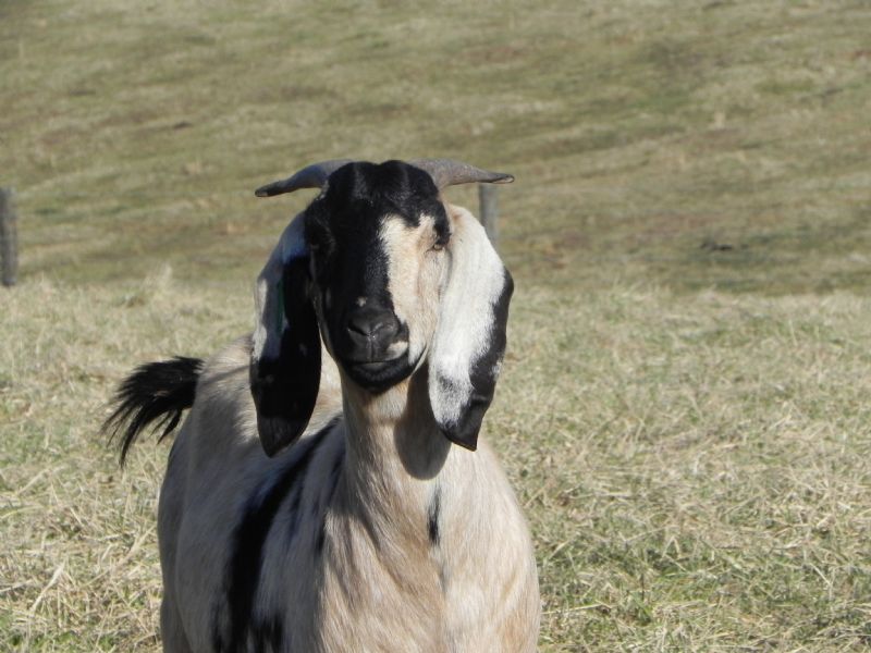 Cane Run Creek's Spots-A-Lot #50   J - Boer Goat Doe