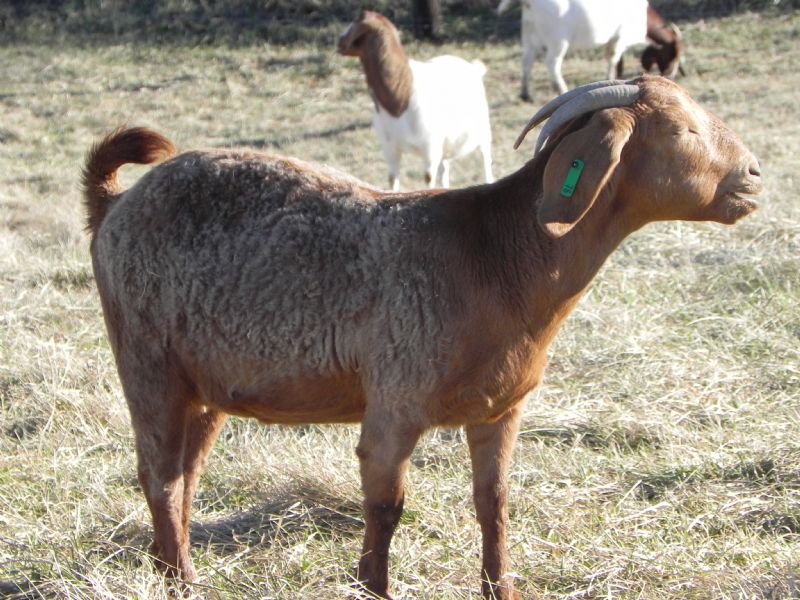 76G - Boer Goat Doe