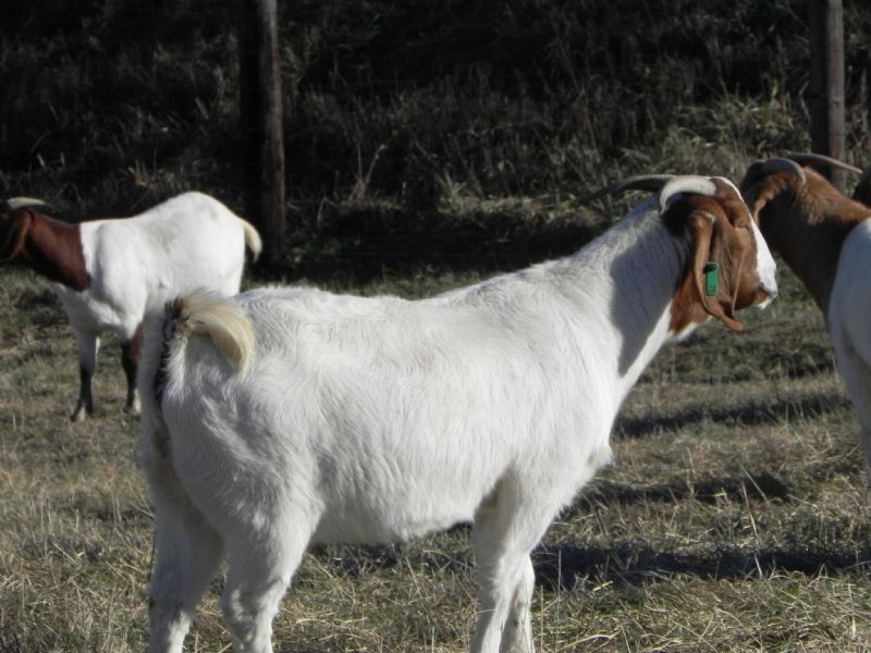 79G - Boer Goat Doe