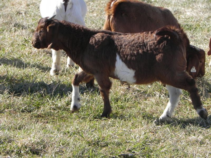 Buckling #366 - Boer Goat Buck
