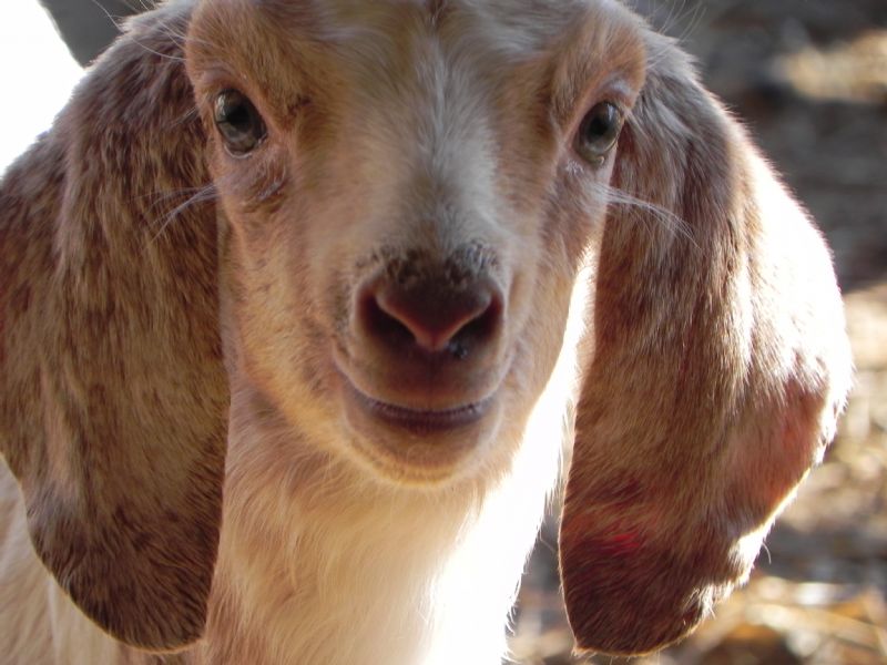 Bottle Babies - Boer Goat Goat Package