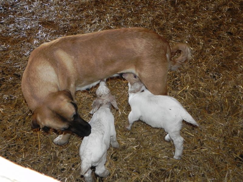 Bottle Babies - Boer Goat Goat Package