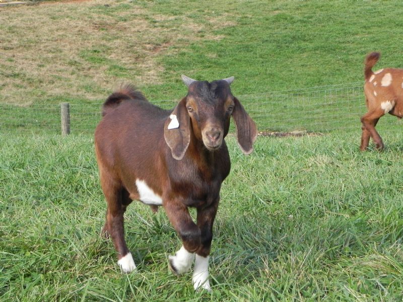 356P - Boer Goat Buck