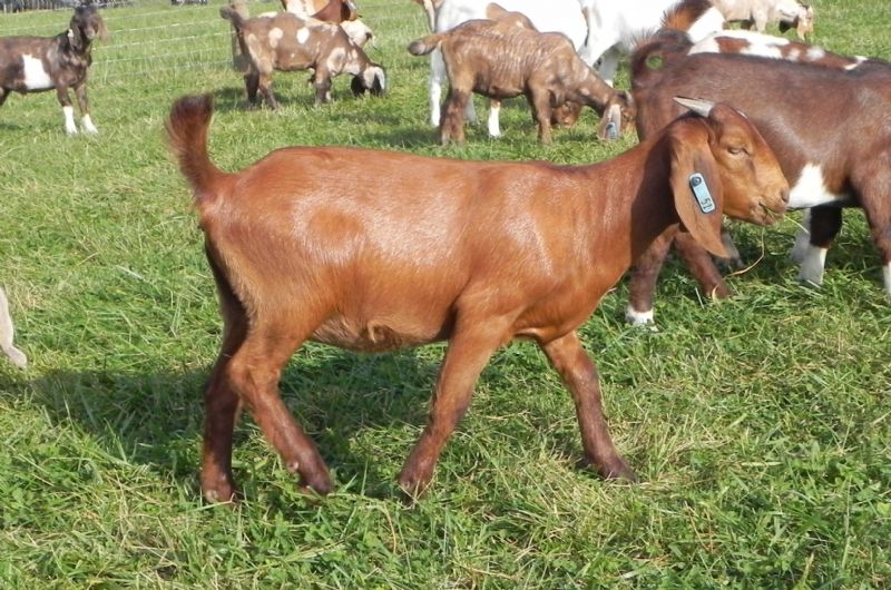 51B - Boer Goat Doe