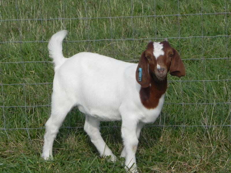 59B - Boer Goat Doe