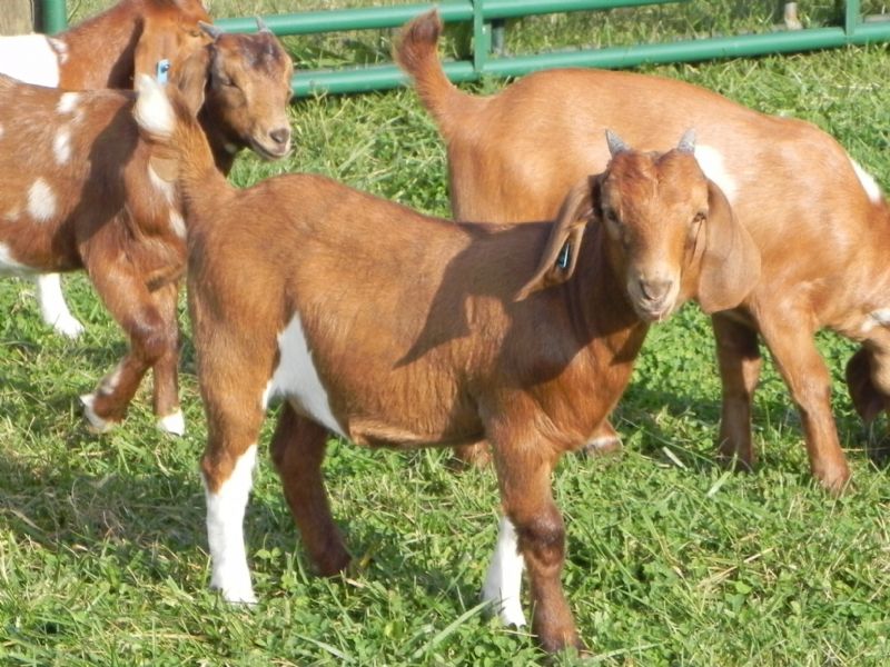 63B - Boer Goat Doe