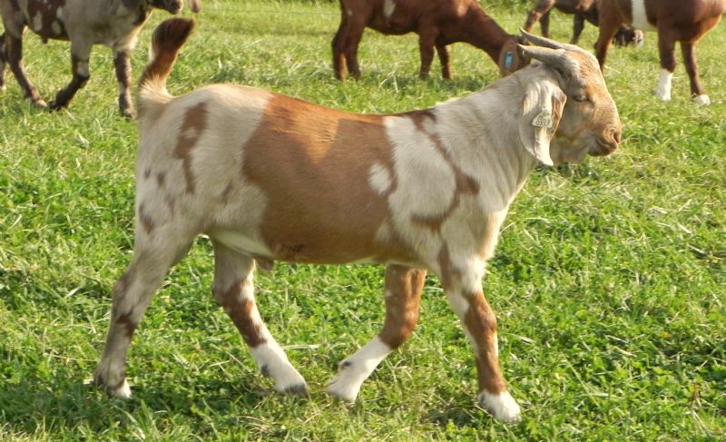 357P - Boer Goat Buck