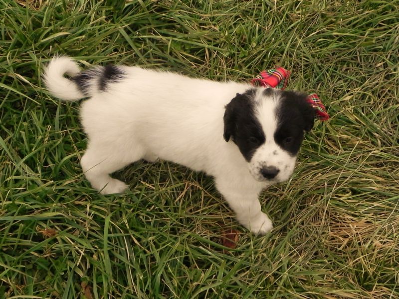 PUPPY #1 FEMALE  **SOLD*** Brenda L. - Previously Sold Dog Puppy