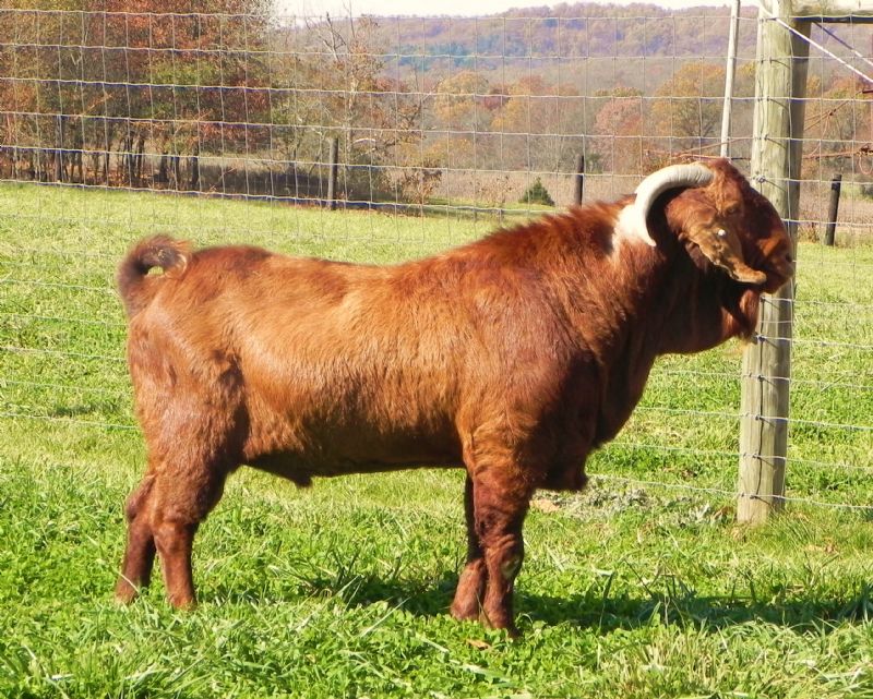MMF TONKA JOE - Boer Goat Buck