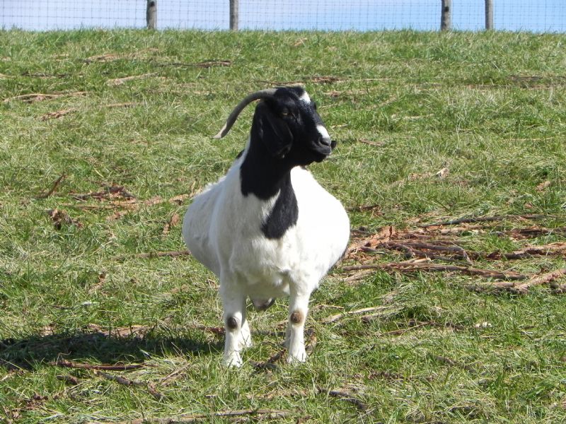 CANE RUN CREEK'S MOON RETURNING #59G - Boer Goat Doe