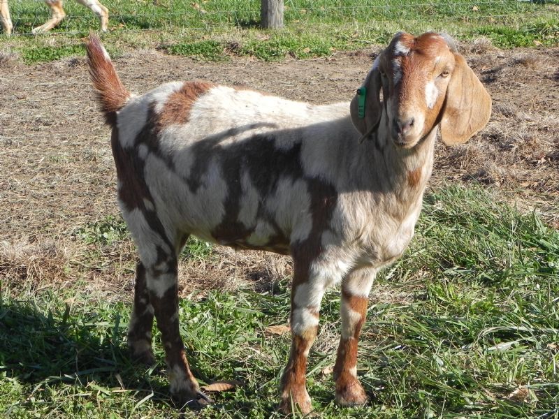 182G - Boer Goat Doe