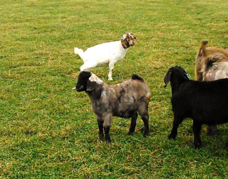 #78B - Boer Goat Doe