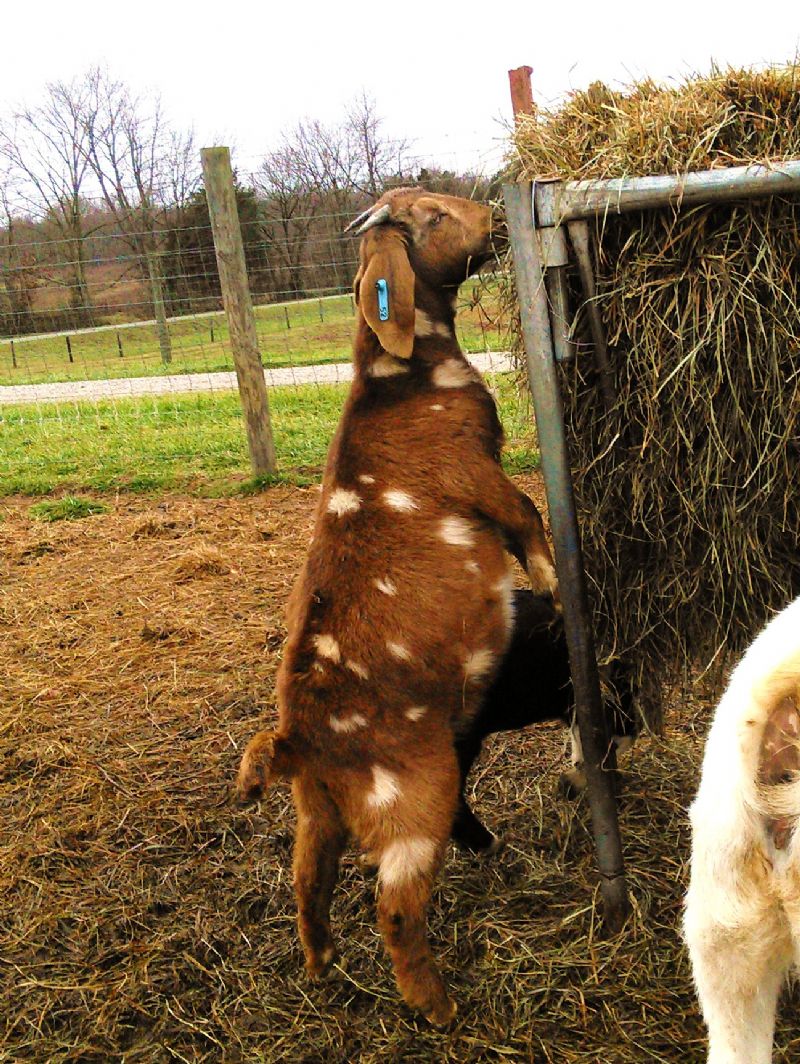 #52B - Boer Goat Doe