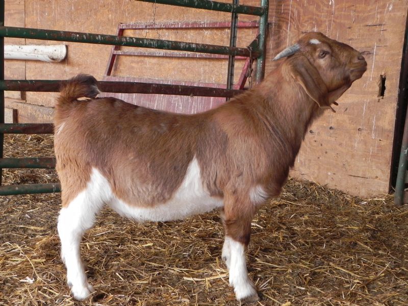 Buckling # (Paint) SALE PRICE $600! - Boer Goat Buck