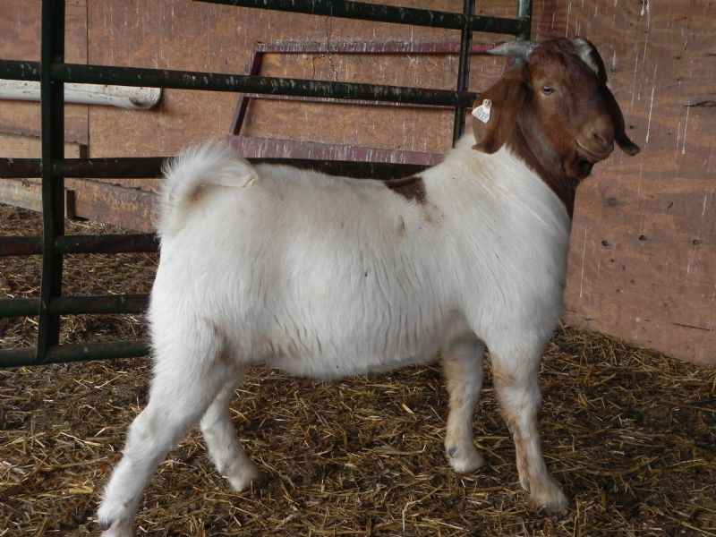 Buckling 337 - Boer Goat Buck