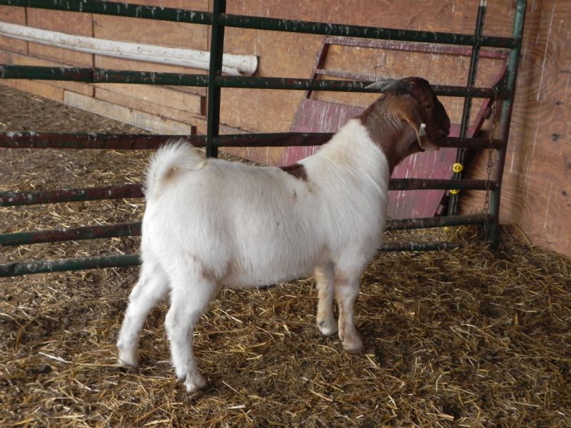Buckling 337 - Boer Goat Buck