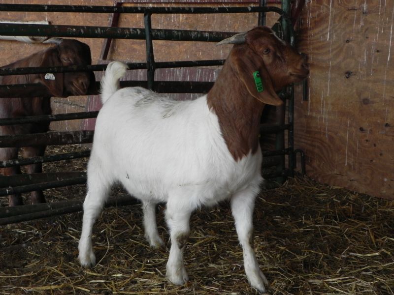 170G Doeling - Boer Goat Doe