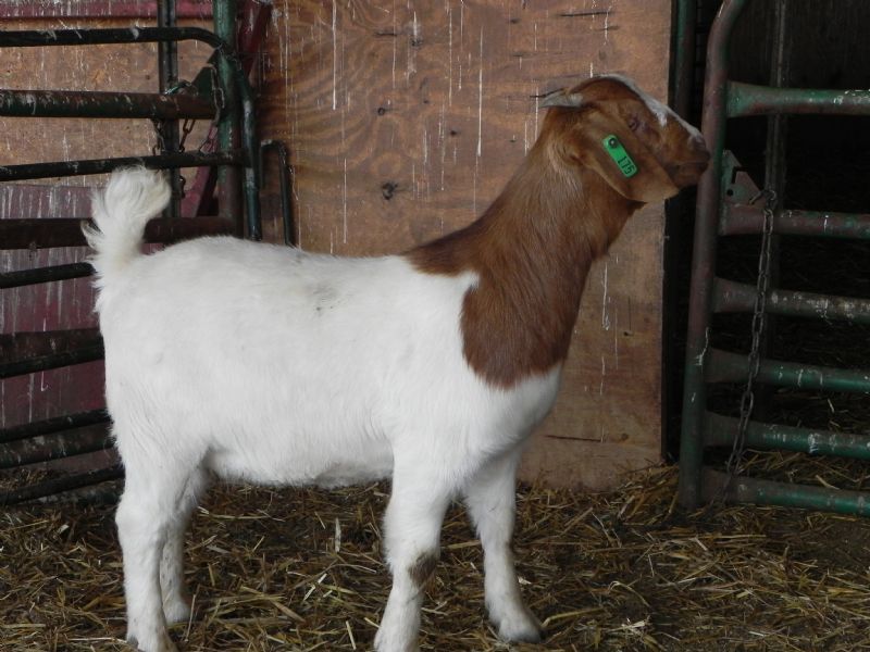 175G Doeling - Boer Goat Doe