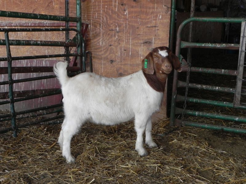 171G Doeling - Boer Goat Doe
